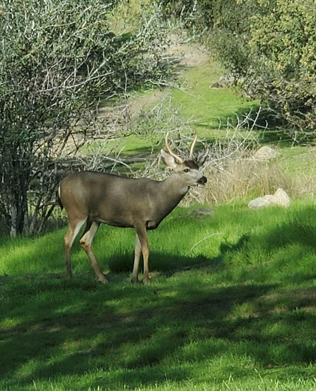 28903 Limestone Circle Coarsegold, CA 93614 - Photo 35 of 59 a view of a garden with a table and a lake view