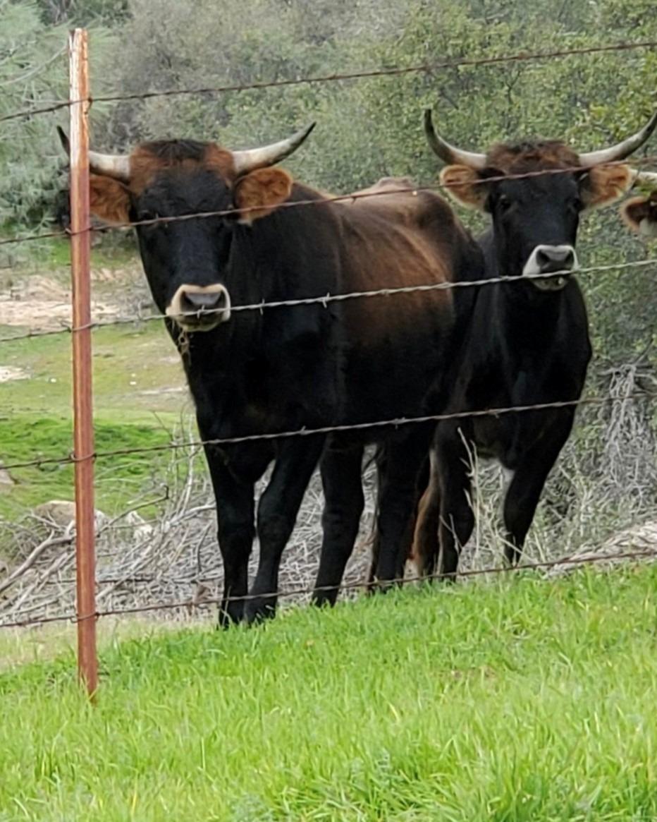 28903 Limestone Circle Coarsegold, CA 93614 - Photo 36 of 59 a view of yard from deck