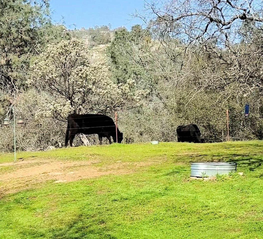 28903 Limestone Circle Coarsegold, CA 93614 - Photo 37 of 59 a swimming pool with an outdoor space