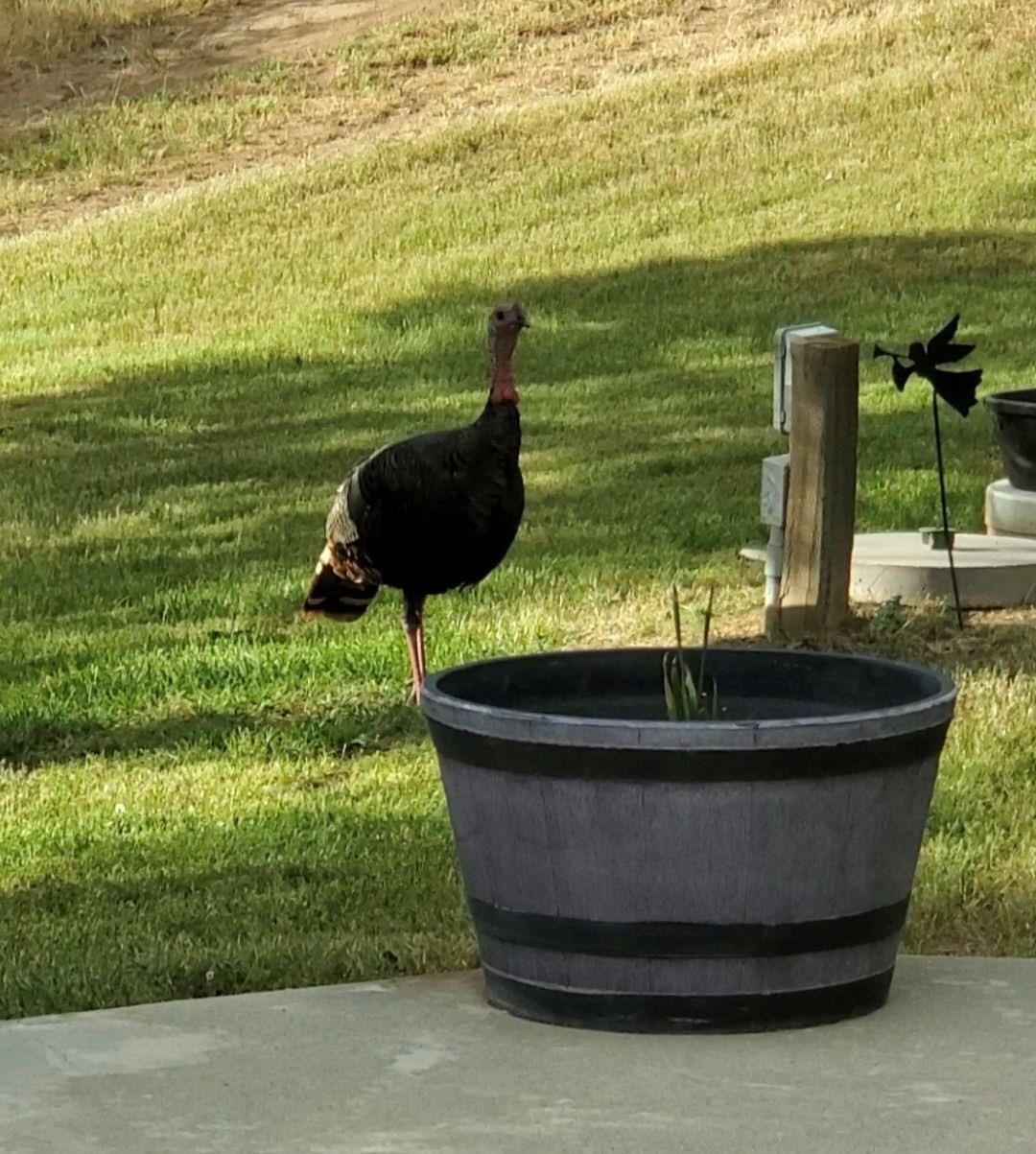 28903 Limestone Circle Coarsegold, CA 93614 - Photo 39 of 59