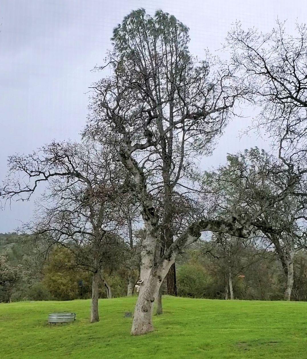28903 Limestone Circle Coarsegold, CA 93614 - Photo 40 of 59 a big yard with lots of green space and trees