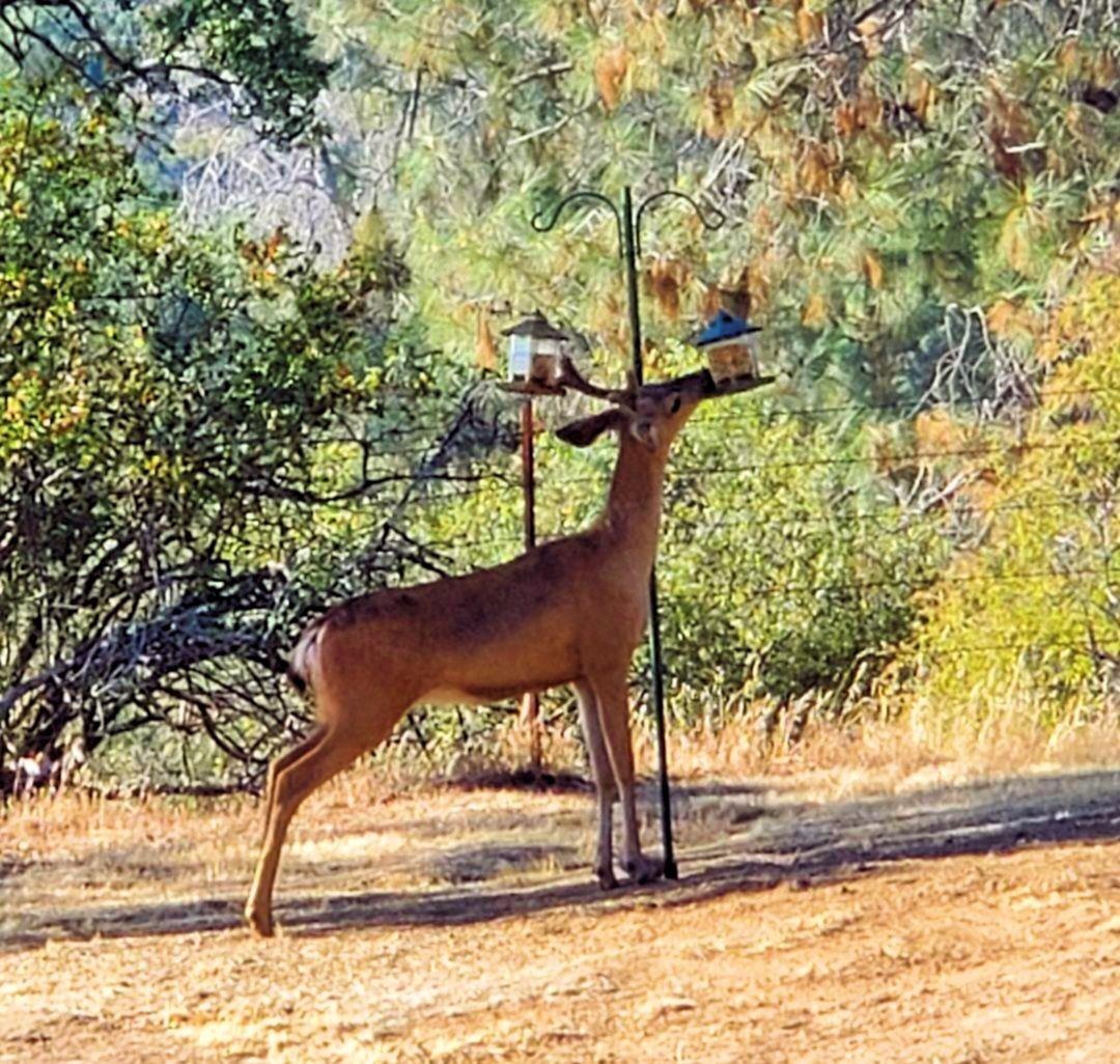 28903 Limestone Circle Coarsegold, CA 93614 - Photo 41 of 59