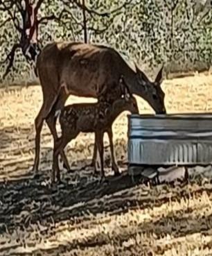 28903 Limestone Circle Coarsegold, CA 93614 - Photo 42 of 59