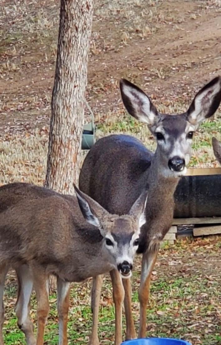 28903 Limestone Circle Coarsegold, CA 93614 - Photo 43 of 59 a vase of flowers sitting on a table
