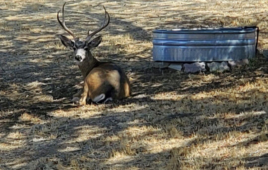 28903 Limestone Circle Coarsegold, CA 93614 - Photo 44 of 59 a view of a backyard with wooden fence