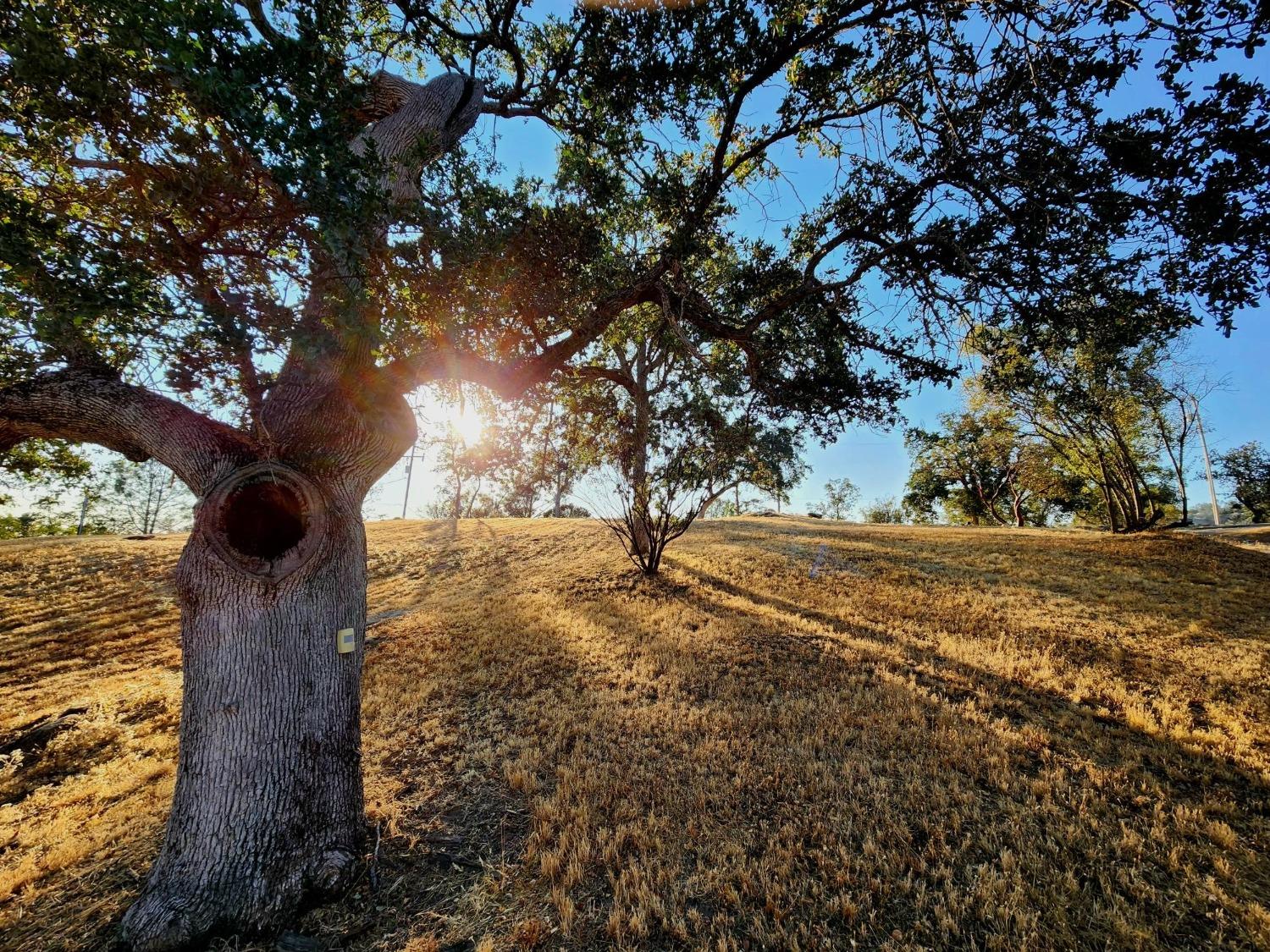 28903 Limestone Circle Coarsegold, CA 93614 - Photo 48 of 59 a view of yard with green space