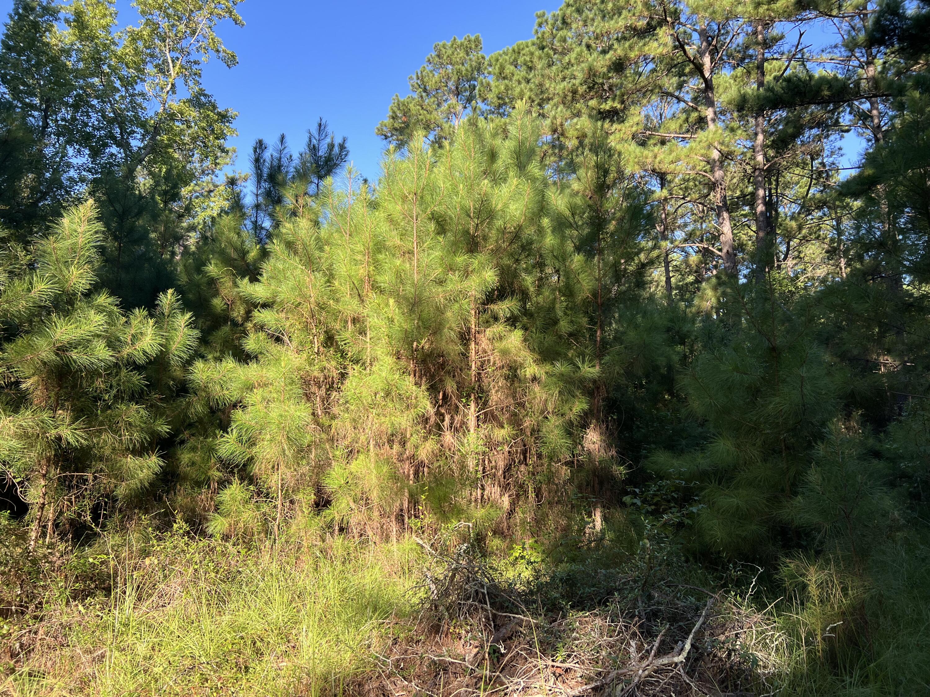 1060 Quail Path Road Santee, SC 29142 - Photo 2 of 7 IMG_5950(1)