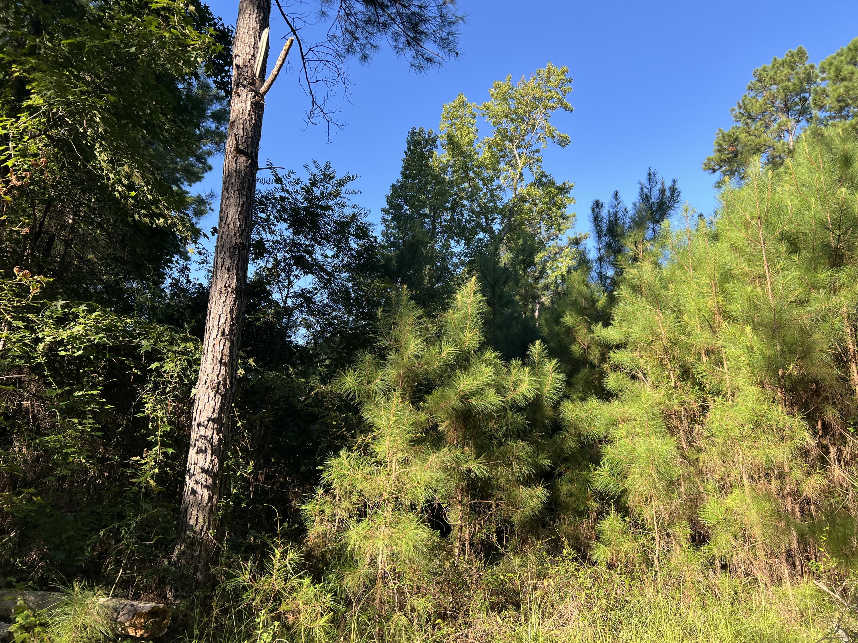 1060 Quail Path Road Santee, SC 29142 - Photo 3 of 7 IMG_5948(1)