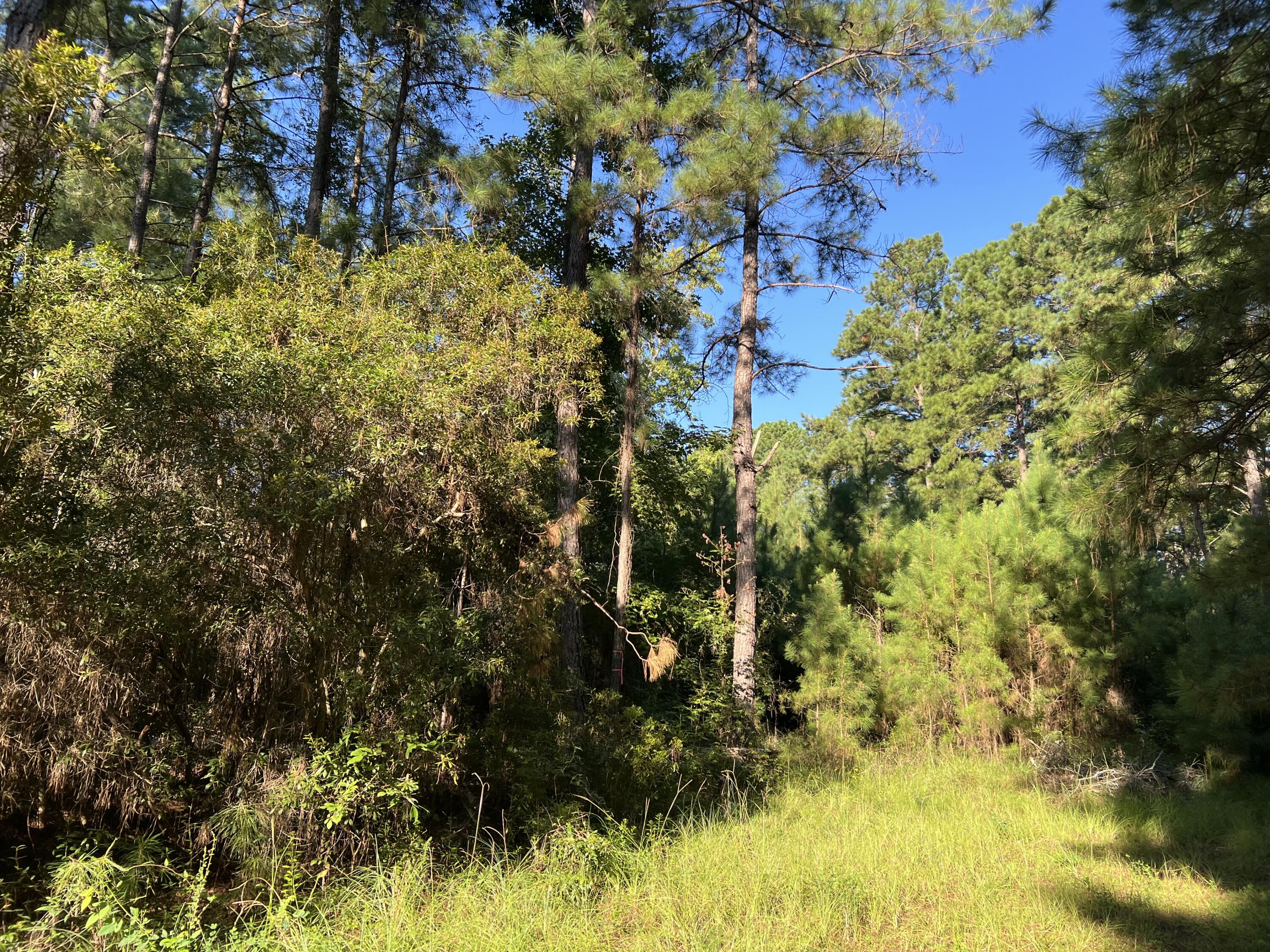 1060 Quail Path Road Santee, SC 29142 - Photo 4 of 7 IMG_5954(1)