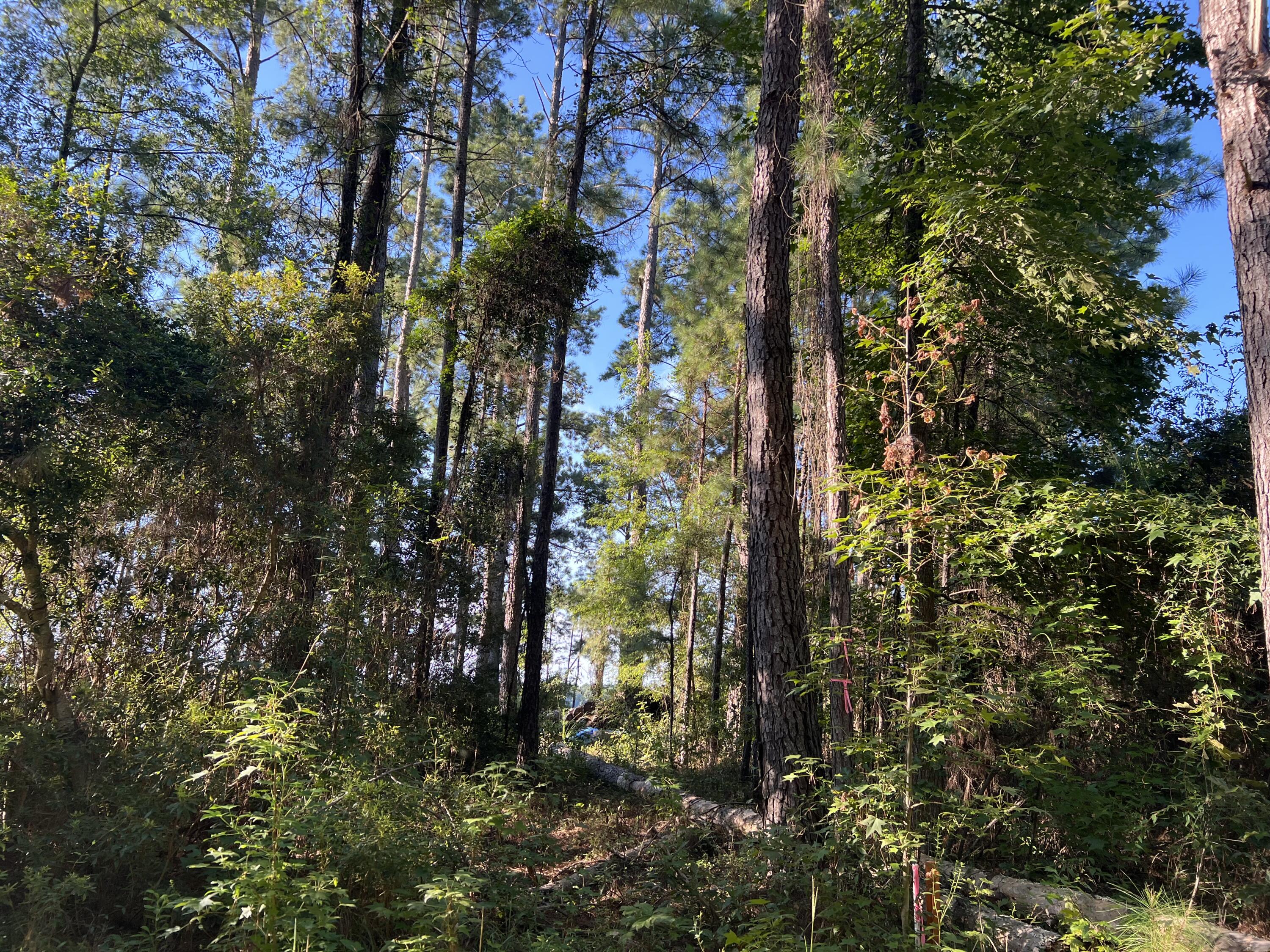 1060 Quail Path Road Santee, SC 29142 - Photo 5 of 7 IMG_5949(1)