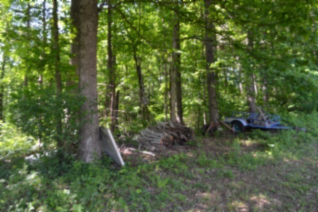 318 Rock Springs Road Celina, TN 38551 - Photo 38 of 87 a view of a yard with plants and large trees