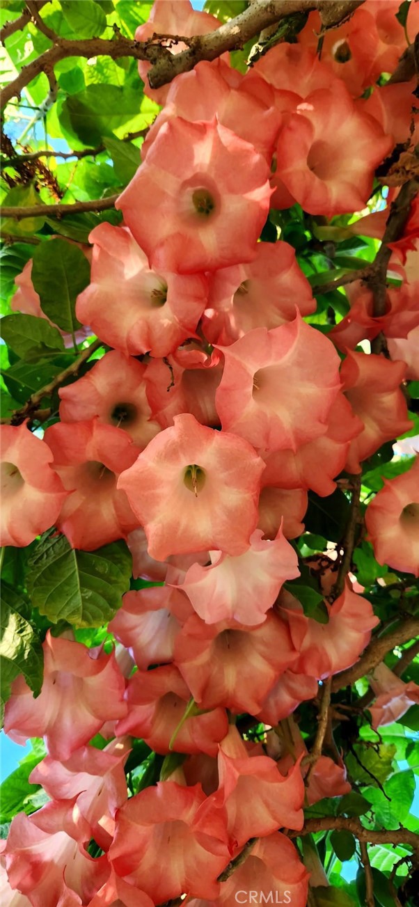 520 West Raymond Street Compton, CA 90220 - Photo 14 of 31 a backyard of a yard