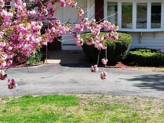 a view of a flowers in front of a house