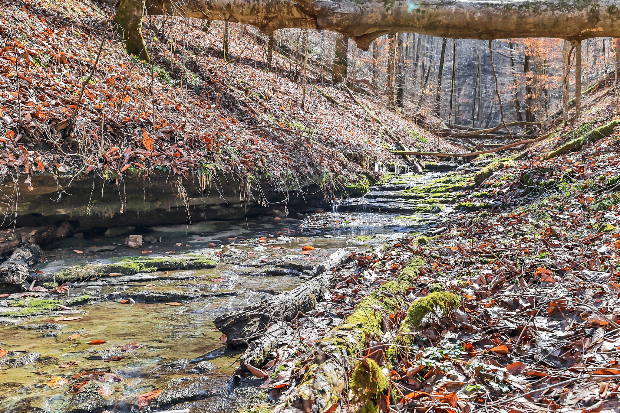 709 Hunting Creek Road Whitleyville, TN 38588 - Photo 47 of 65 Gallery Image 47