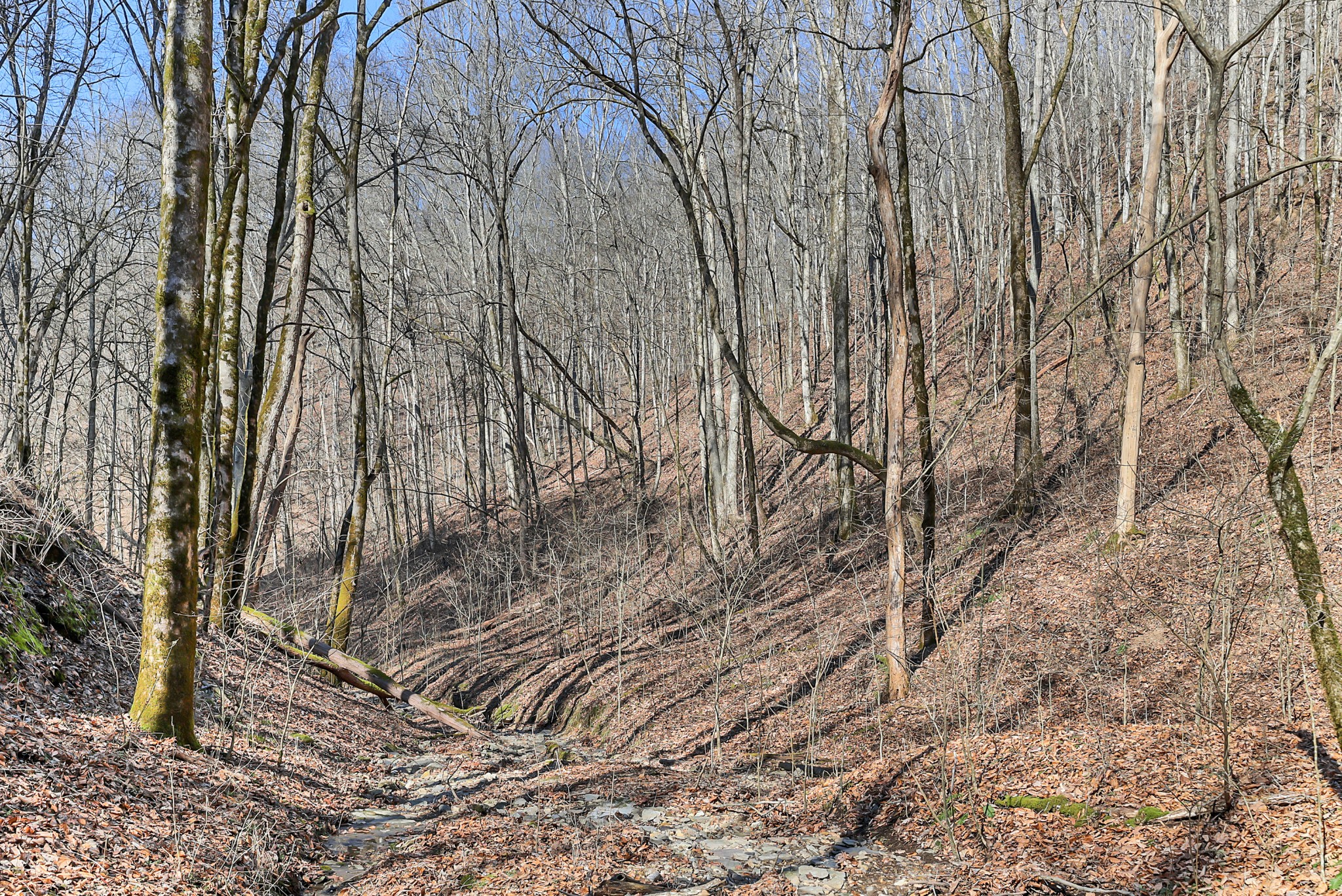 709 Hunting Creek Road Whitleyville, TN 38588 - Photo 49 of 65 Gallery Image 49