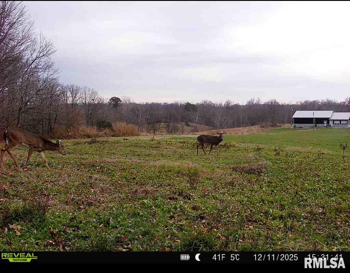 1770 Aldridge Road Cobden, IL 62920 - Photo 43 of 71