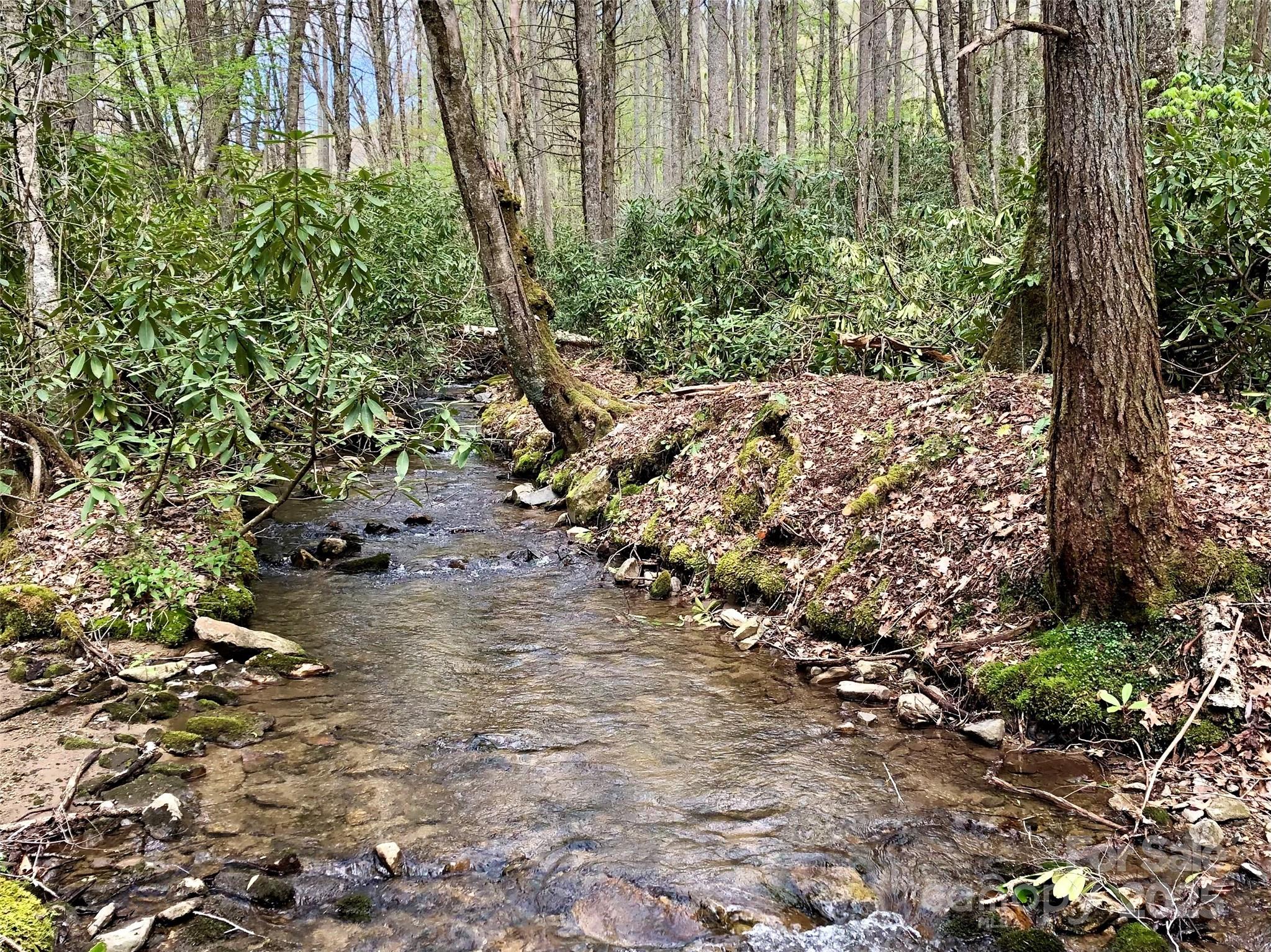 2811 Poplar Creek Road Green Mountain, NC 28740 - Photo 2 of 35 a view of a forest with plants and large trees