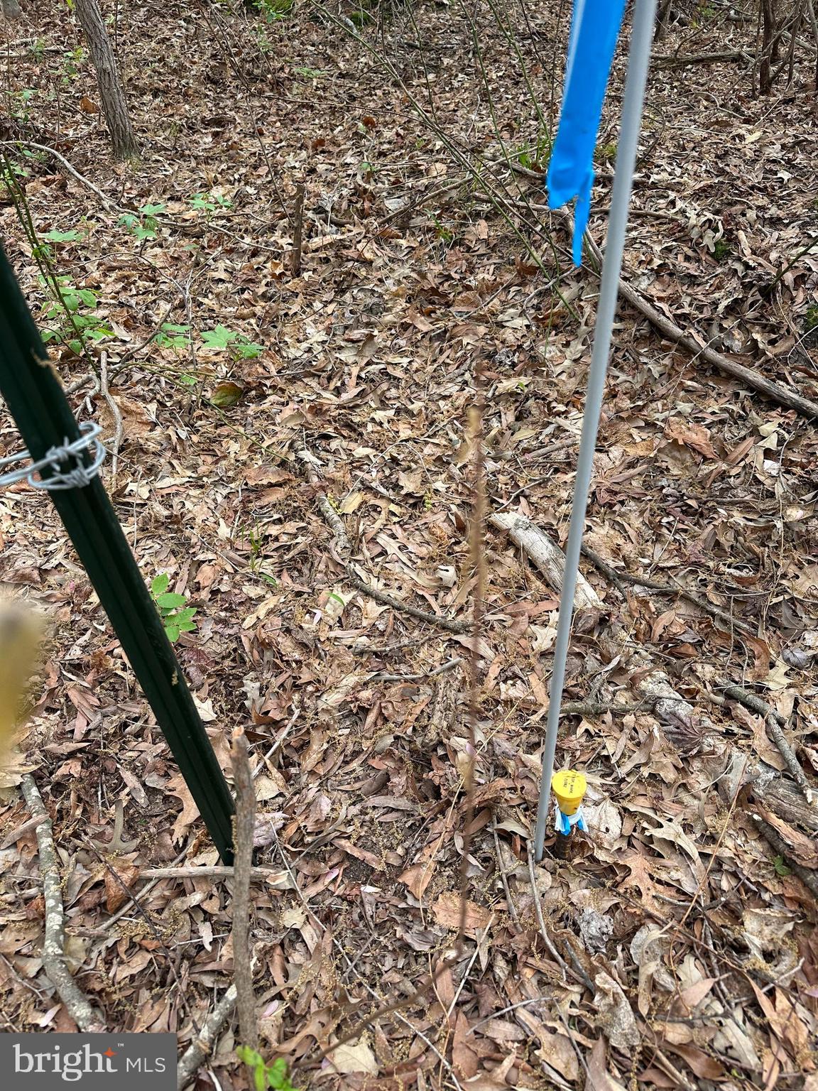 91 Cool Spring Marydel, MD 21649 - Photo 13 of 14 a picture of a tree