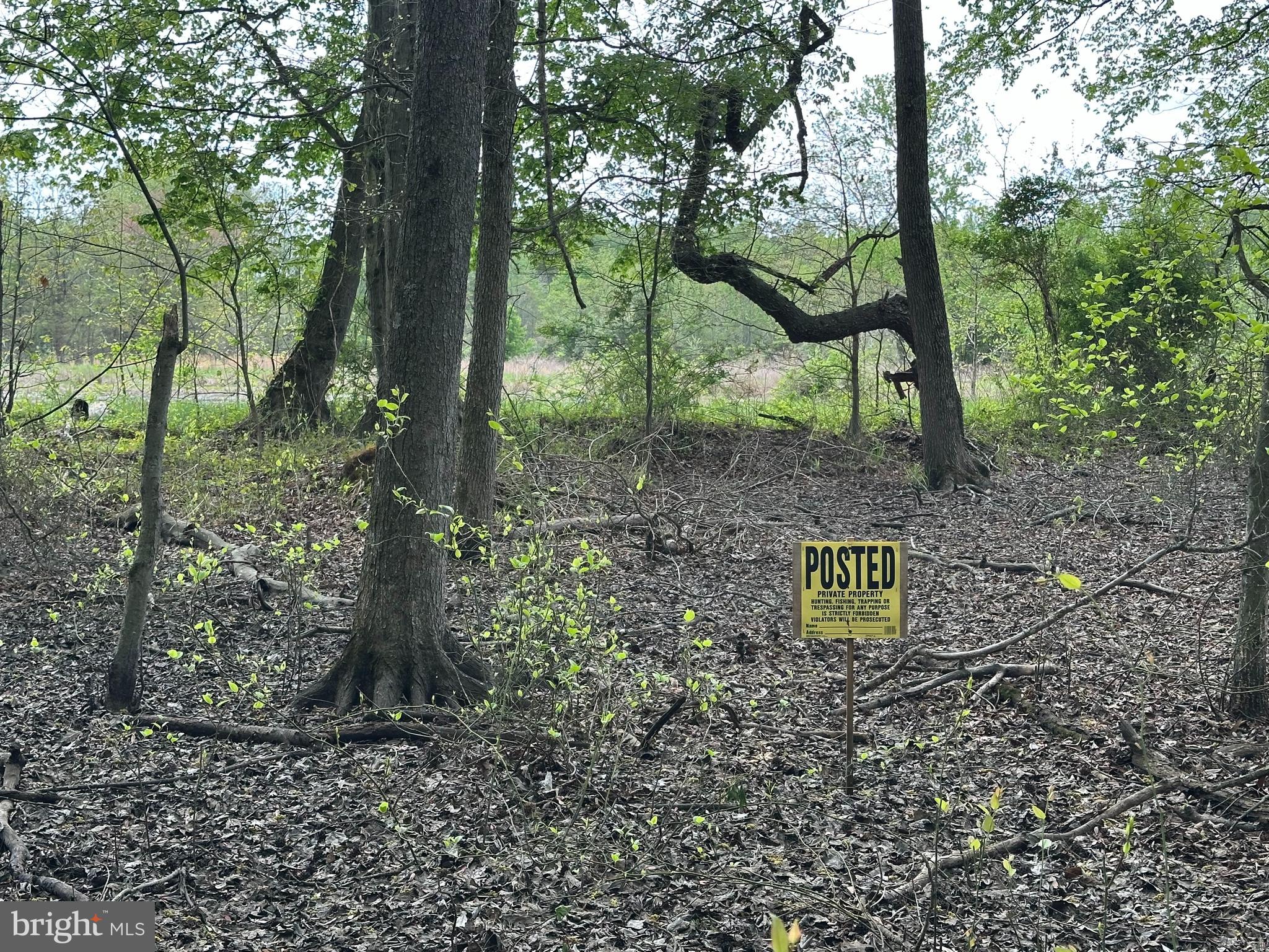 91 Cool Spring Marydel, MD 21649 - Photo 14 of 14 a view of a forest filled with trees