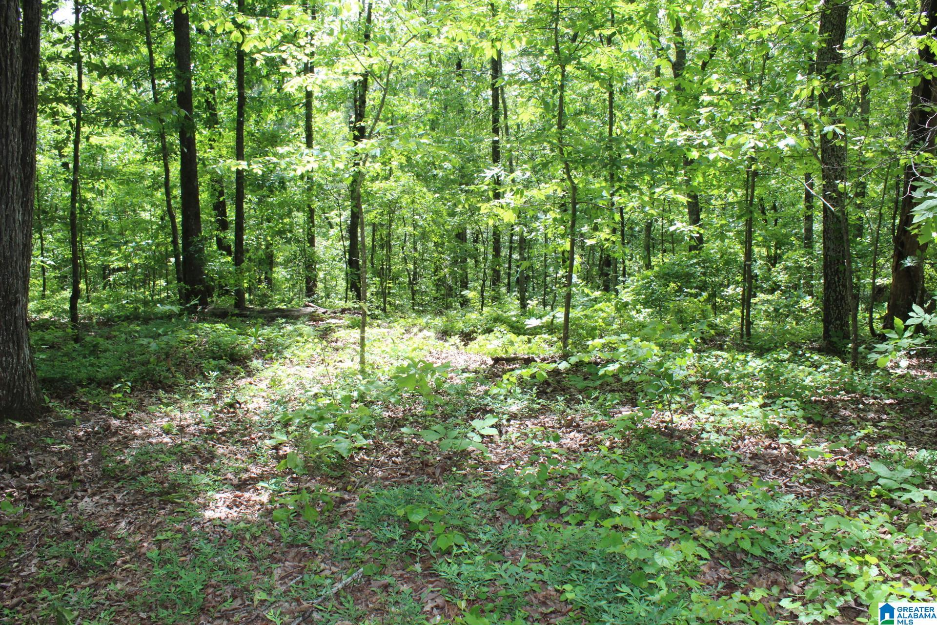 270 Duke School Road Wellington, AL 36279 - Photo 73 of 80