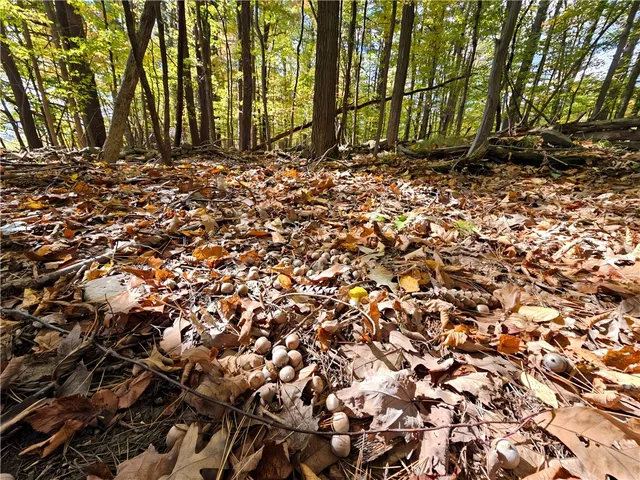 $676,000 | Hills Road, Arkport, NY 14807