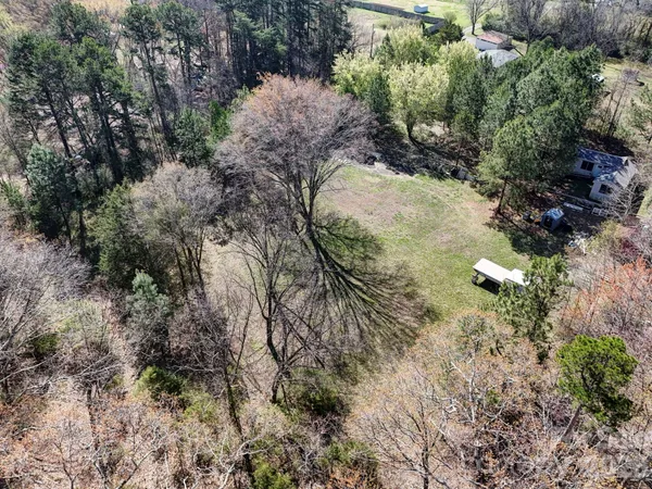 a view of a forest with a tree