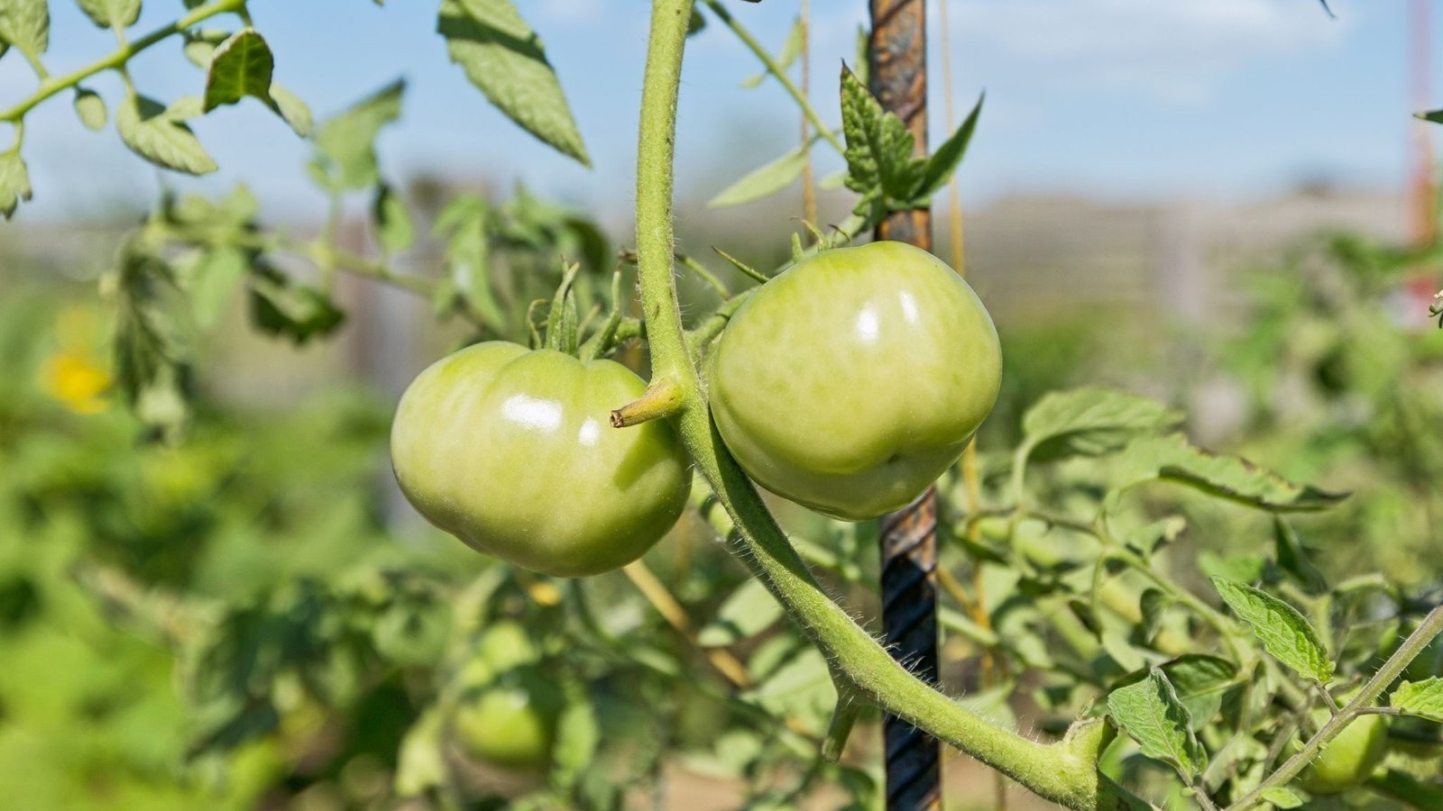 299 Harvest Point Boulevard Spring Hill, TN 37174 - Photo 24 of 48 a view of a plant in a garden