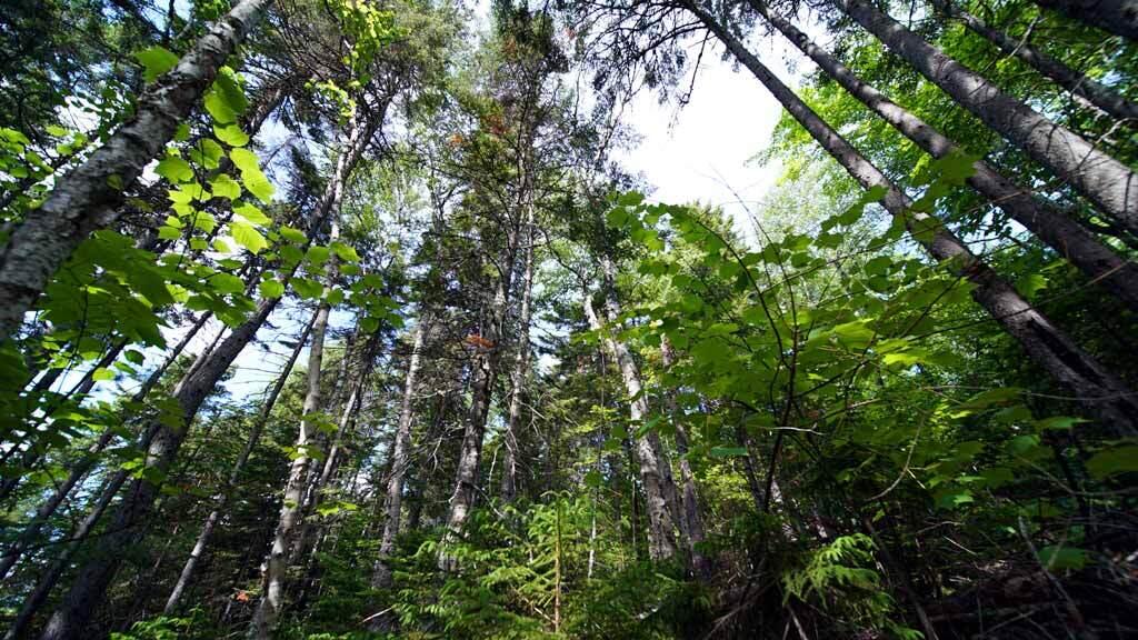 150 South Shore Road Linneus, ME 04730 - Photo 18 of 35 150-south-shore-rd-land-3