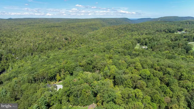 a view of a forest with a street