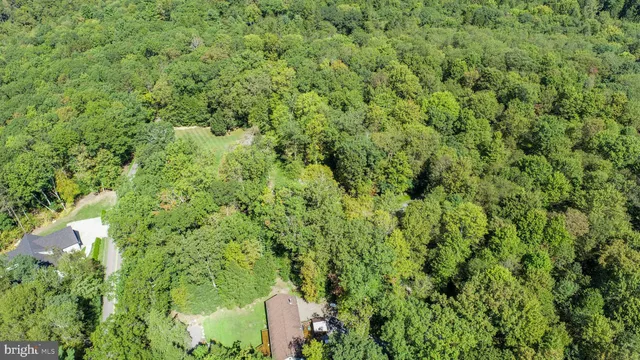 a view of a big yard with plants and large trees