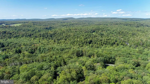 a view of a lush green forest with trees in the background