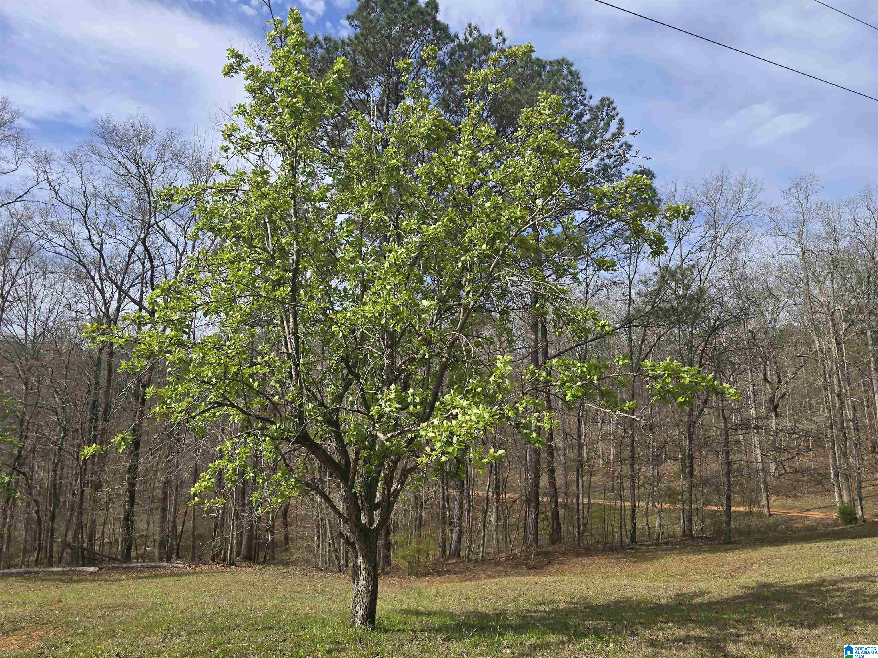 354 Springwell Road Rockford, AL 35136 - Photo 24 of 68