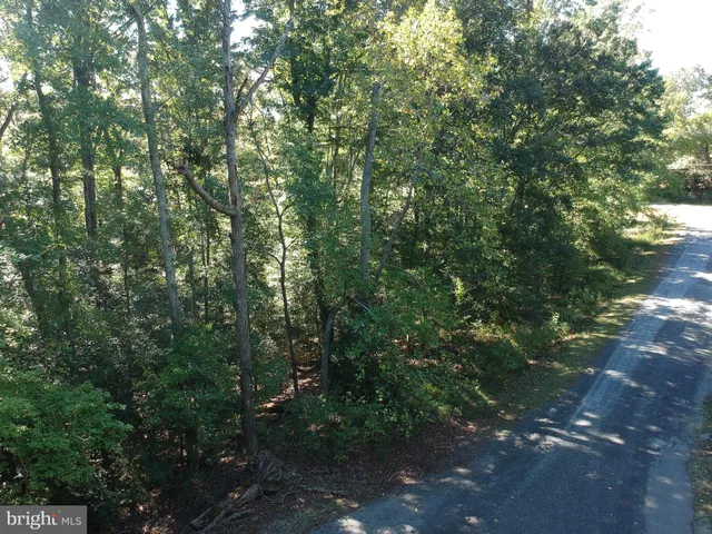 a view of a forest with a tree