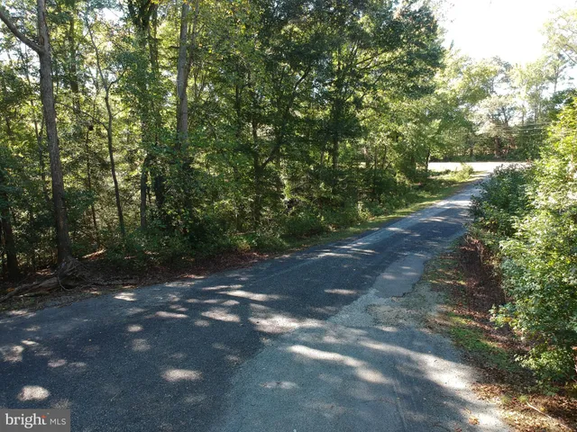 a view of a forest with trees