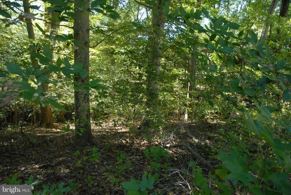 a view of outdoor space and tree