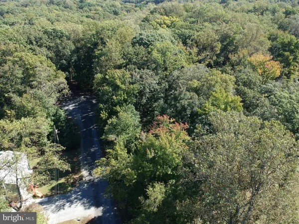 a view of a forest with a tree