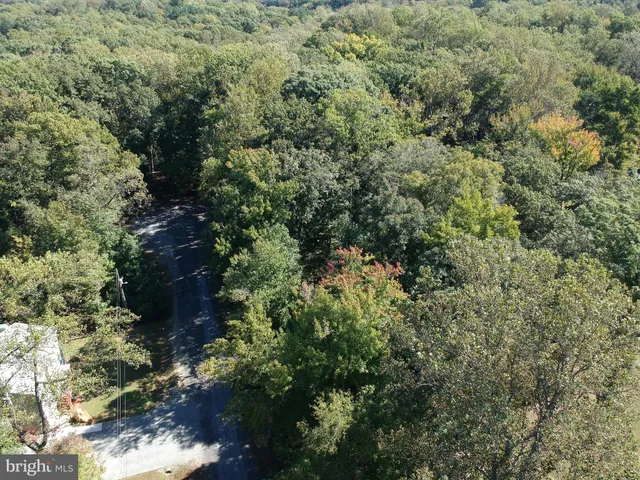 a view of a forest with a tree