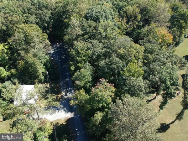 a view of a forest with a tree
