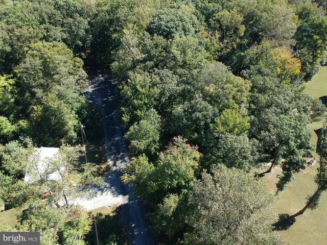 a view of a forest with a tree