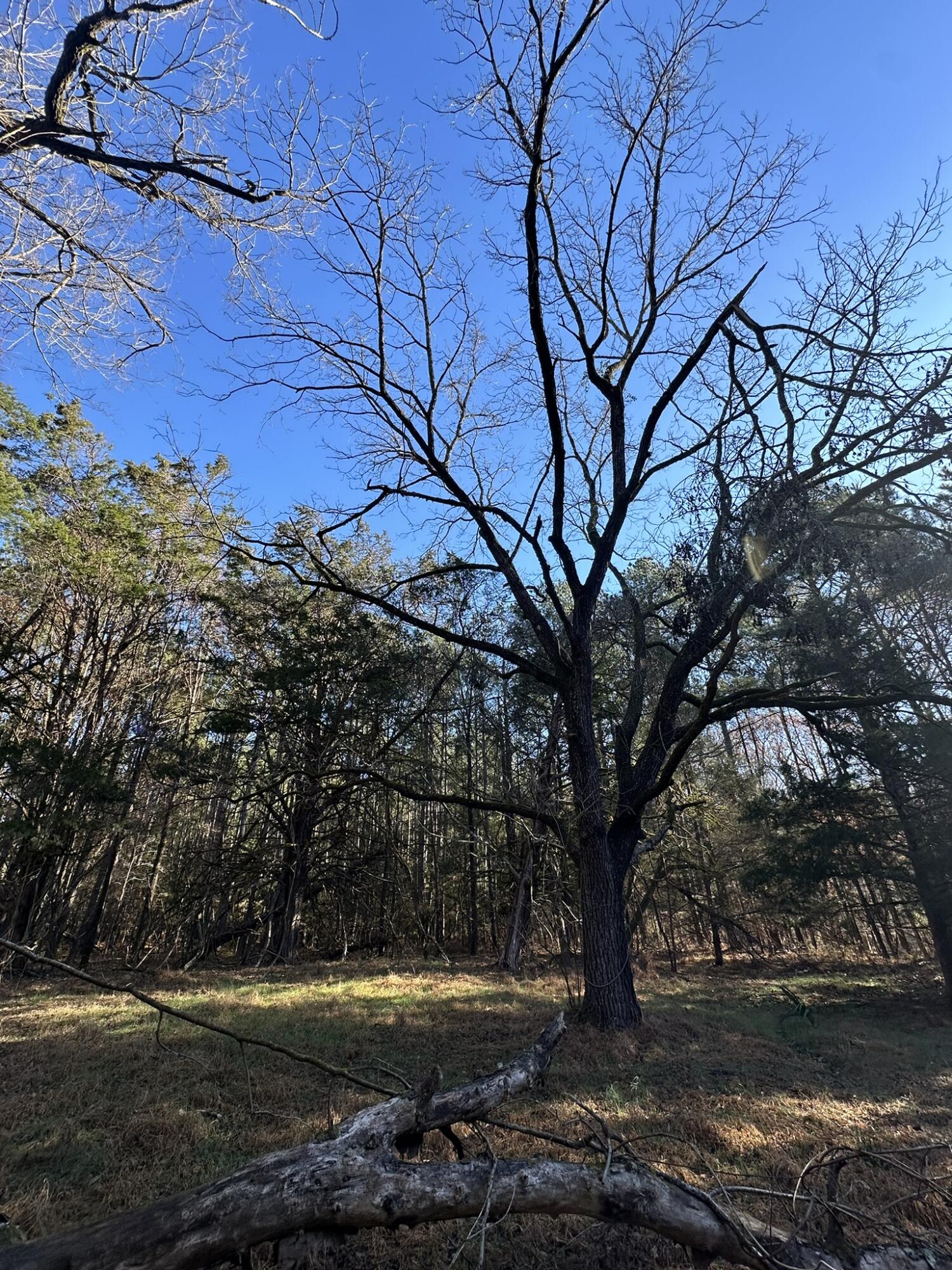 Lot 4 Saggus Road Washington, GA 30673 - Photo 2 of 39 IMG_9409