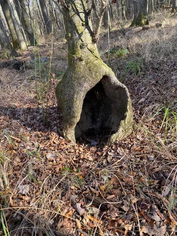 $60,000 | Lot 4 Saggus Road, Washington, GA 30673