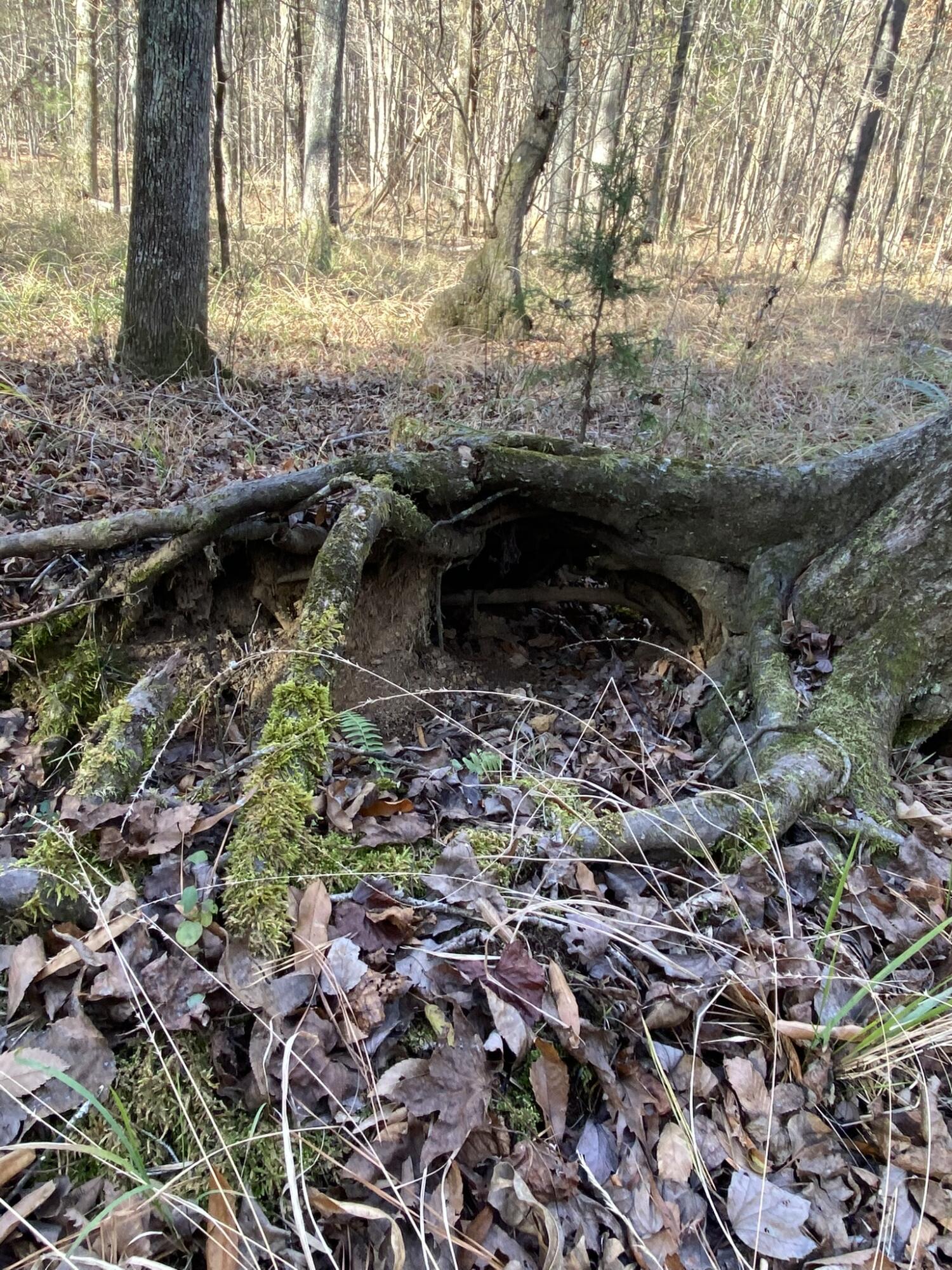 Lot 4 Saggus Road Washington, GA 30673 - Photo 6 of 39 IMG_0854