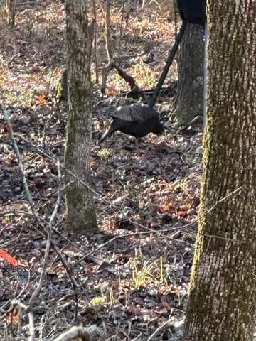 $60,000 | Lot 4 Saggus Road, Washington, GA 30673