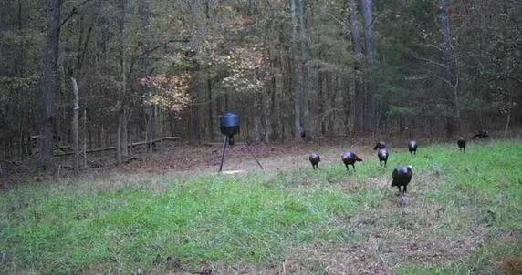 $60,000 | Lot 4 Saggus Road, Washington, GA 30673