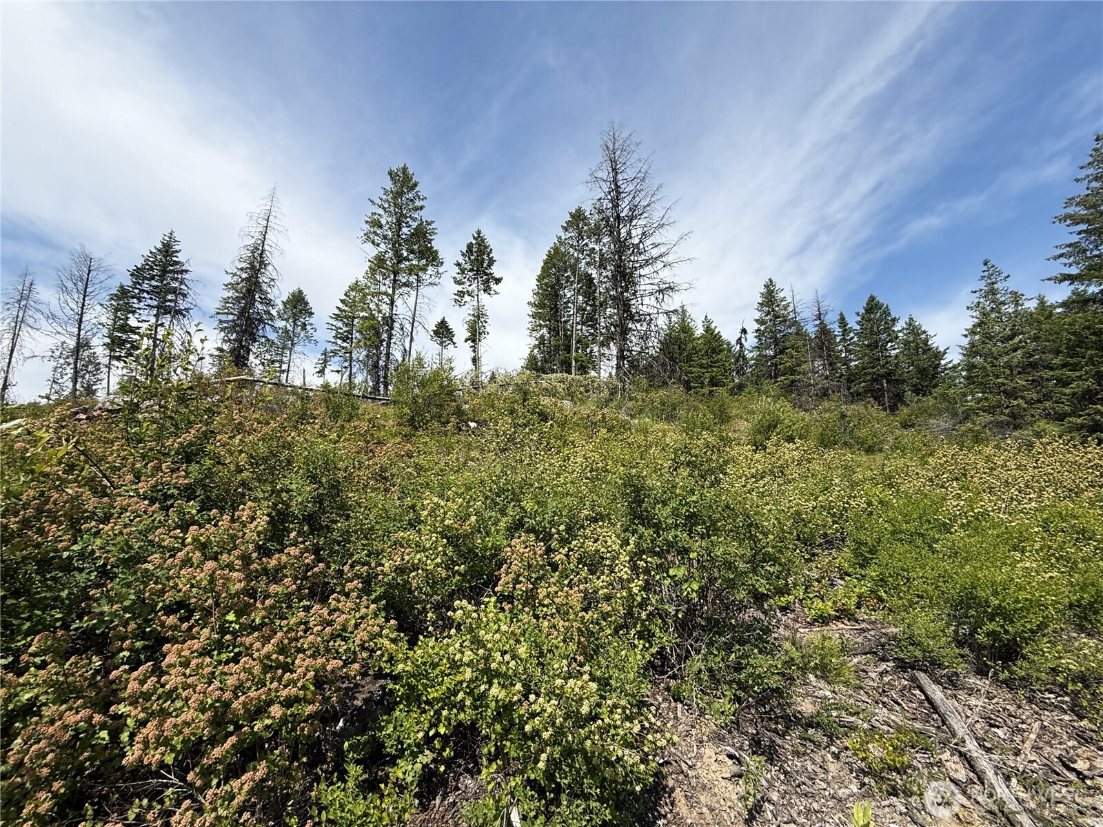 3 Rockabye Lane Curlew, WA 99118 - Photo 2 of 8 a view of a large yard with lots of green space