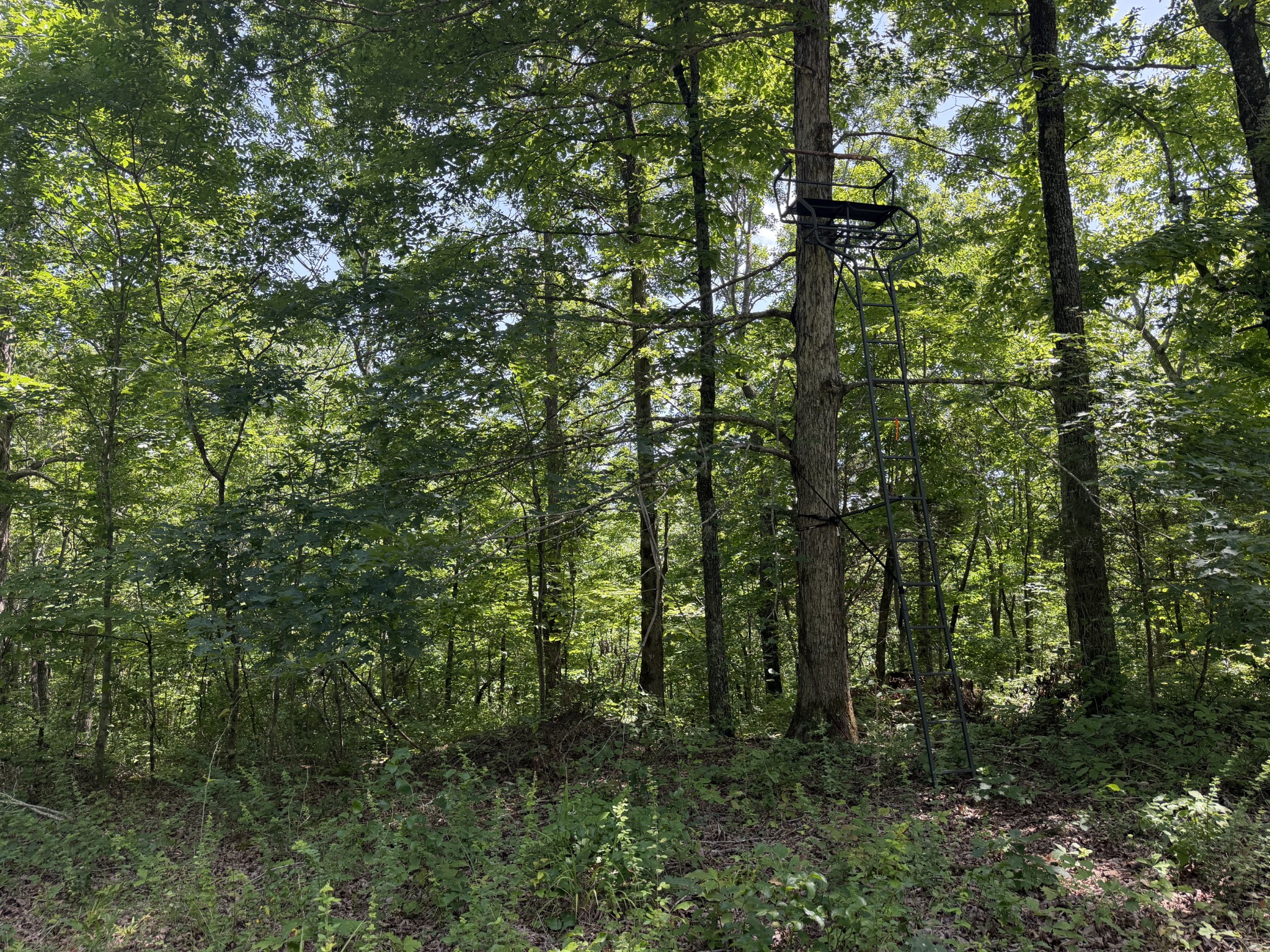 215 Bar Bee Road Hohenwald, TN 38462 - Photo 46 of 51