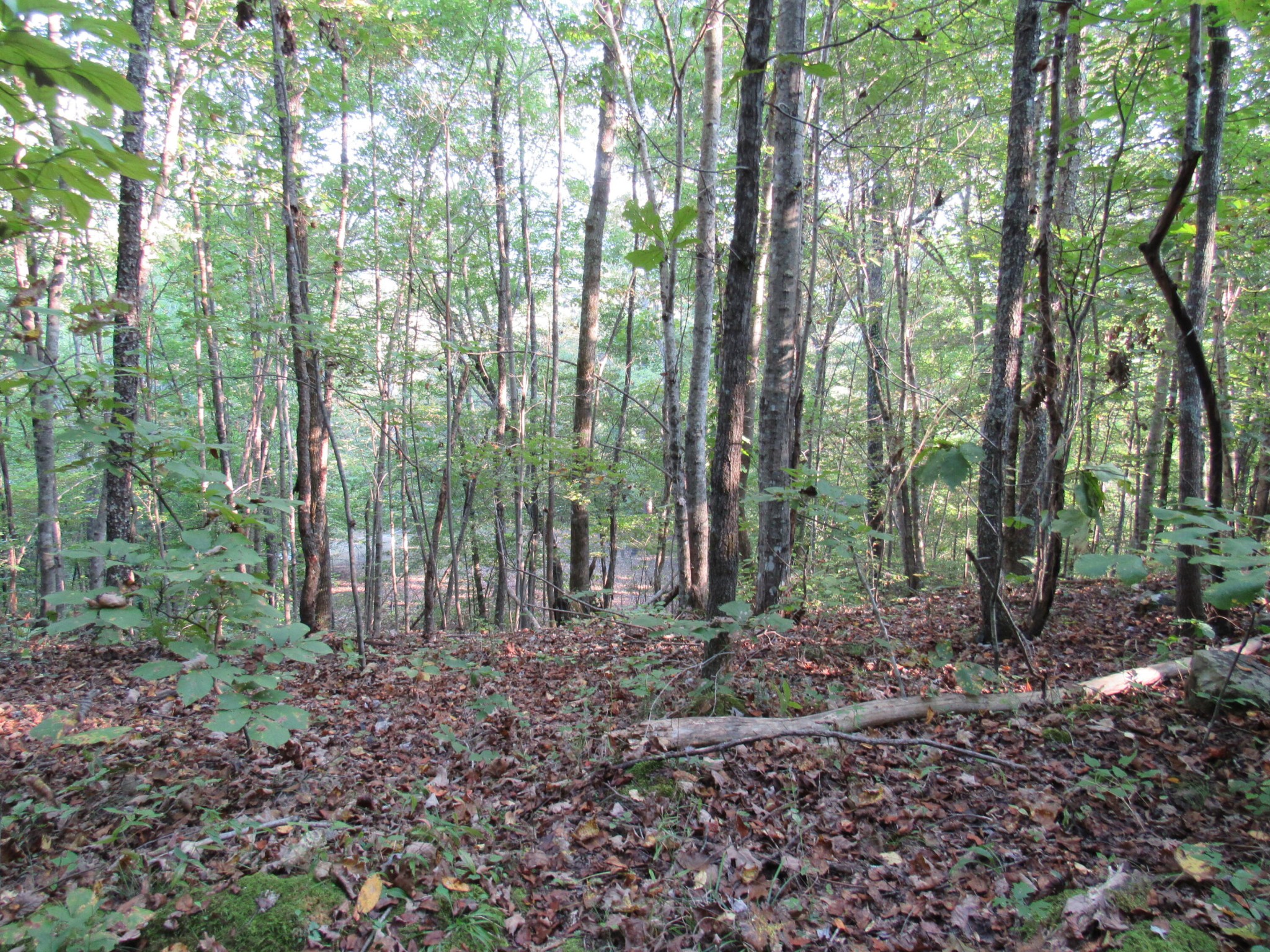 0 45 Ac Lawson Road Huntsville, TN 37756 - Photo 11 of 25 Gallery Image 11