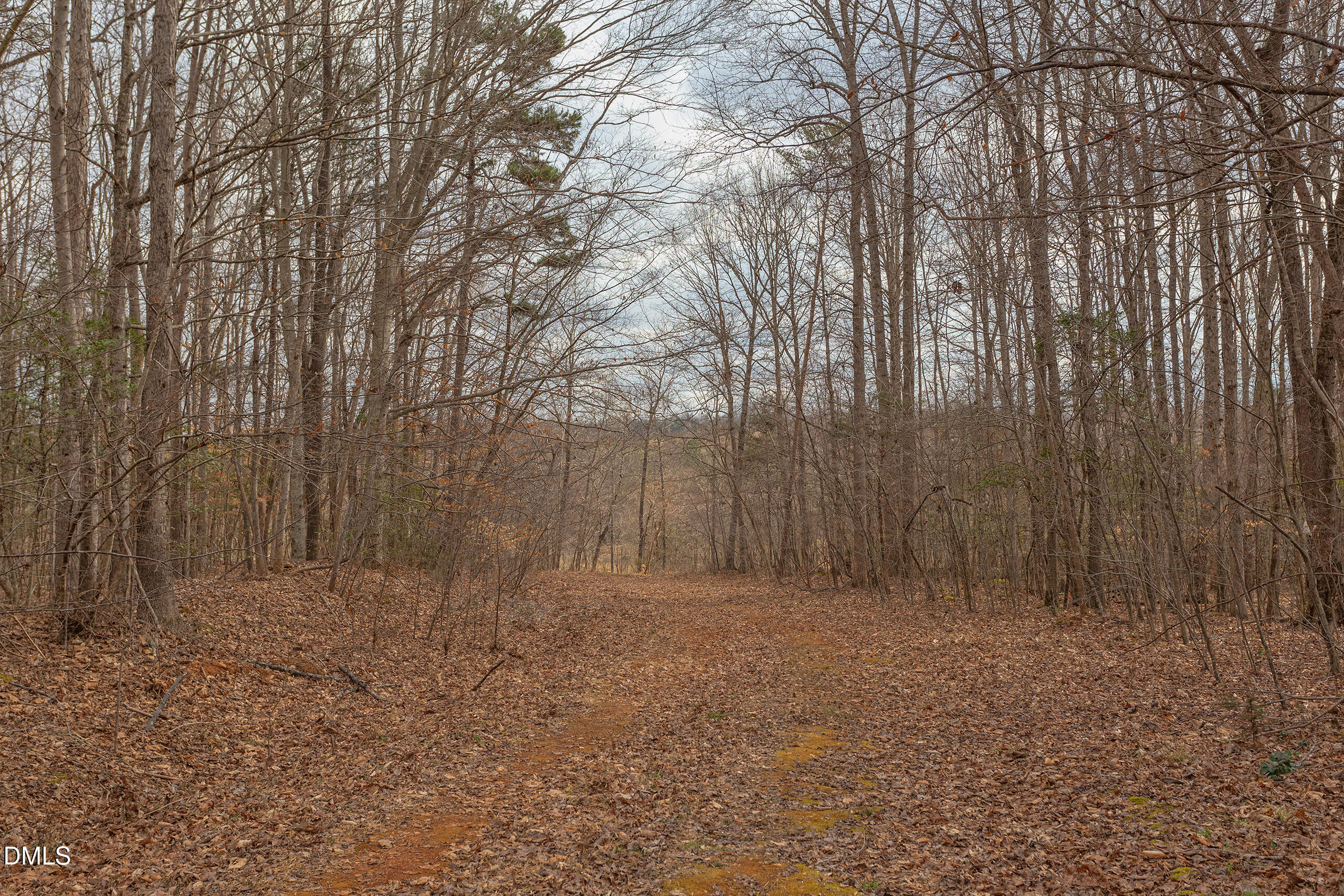 624 Bowen Road Rougemont, NC 27572 - Photo 8 of 20 a view of backyard with tree