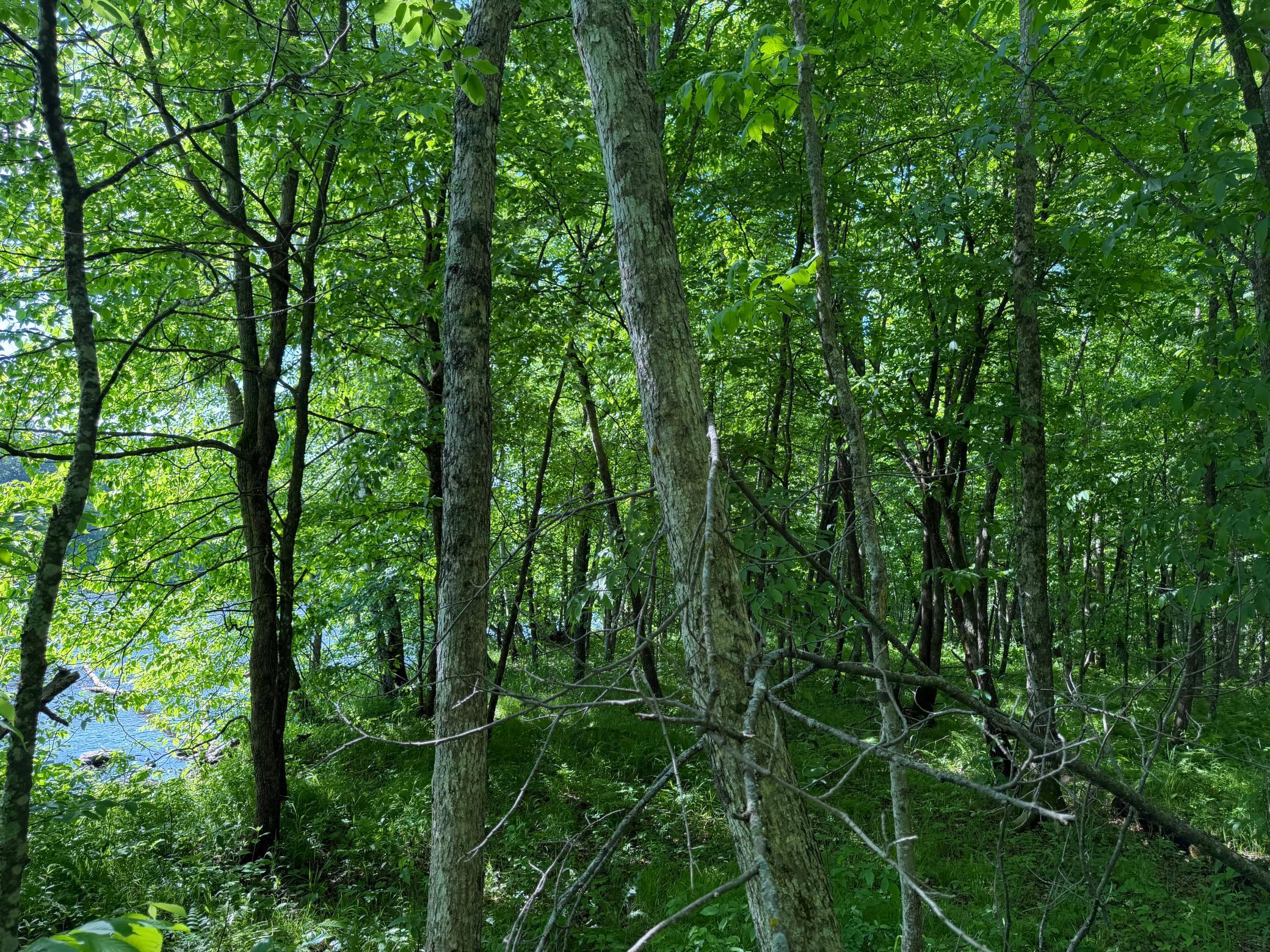 Tbd 270th Street Sebeka, MN 56477 - Photo 55 of 65