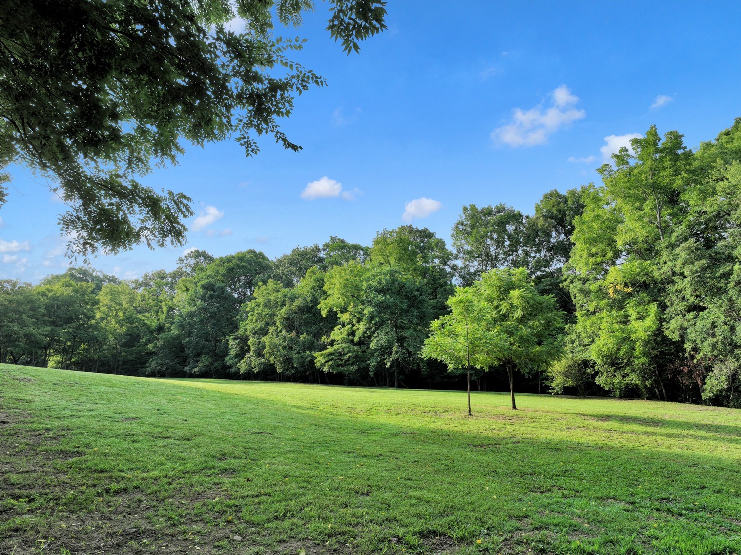 7740 Pewitt Road Franklin, TN 37064 - Photo 16 of 33 a view of a big yard with a large trees